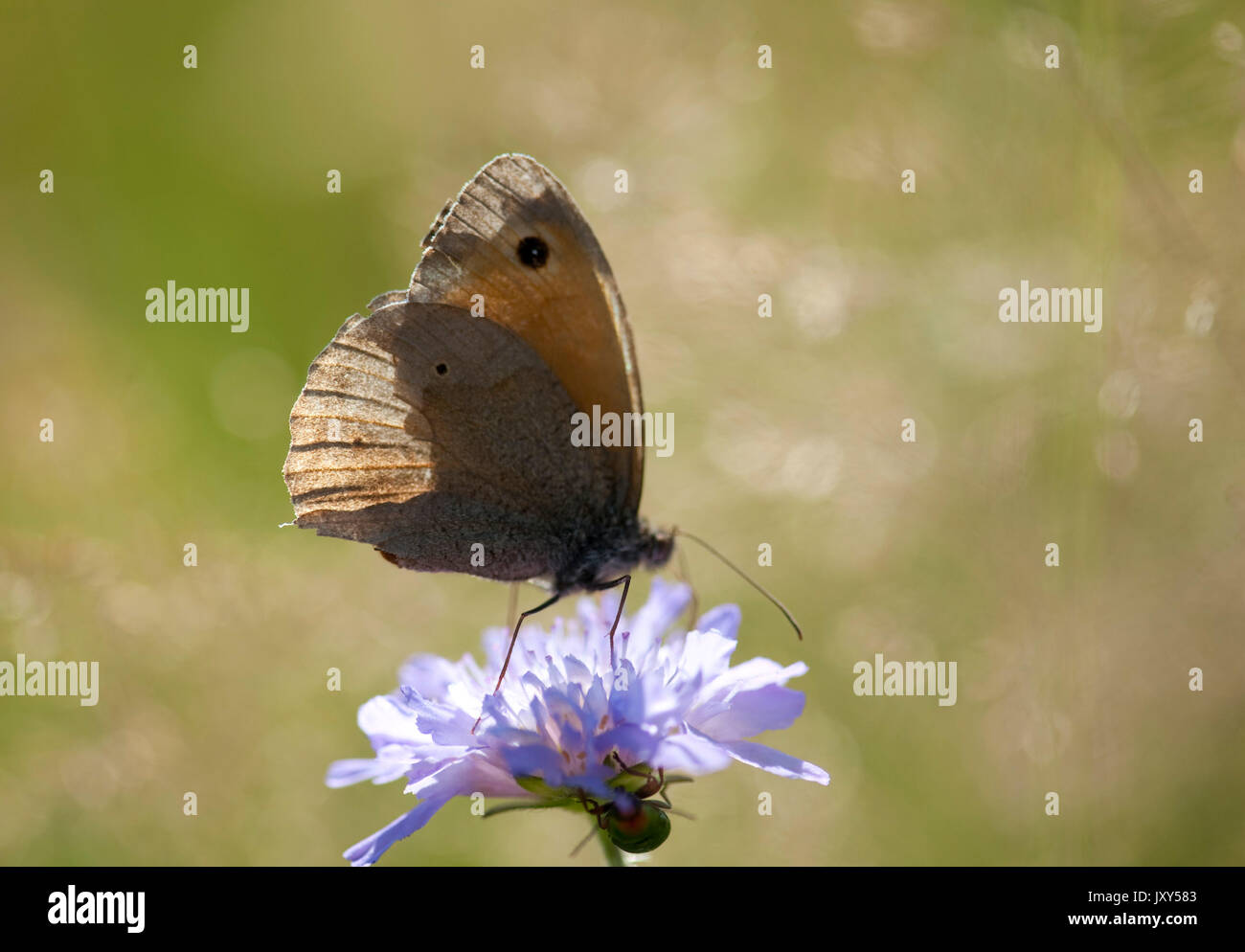 Meadow Brown, Papillon Maniola jurtina, Brasov, en Transylvanie, Roumanie, endommagé les ailes, rétro-éclairage, se nourrissant de scabious flower Banque D'Images