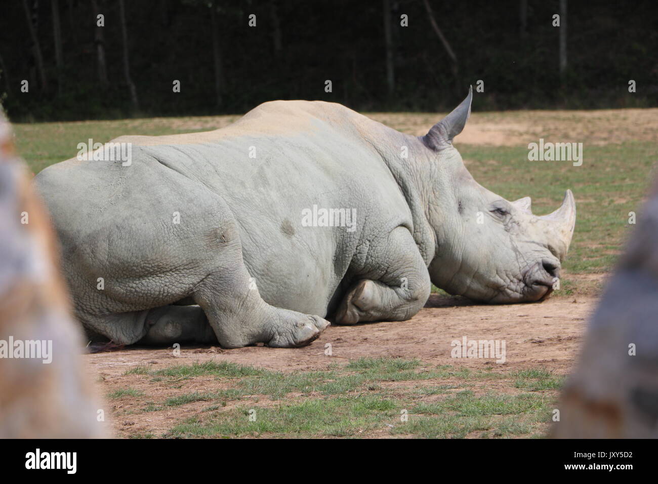 rhinocéros Banque D'Images