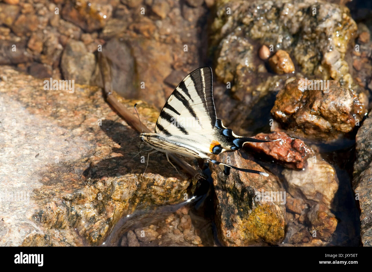 Les rares Swallowtail Butterfly, Iphiclides podalirius, sulucu Ciucurova Macin vallée, vallée, Dobrogea, Roumanie, de boire de l'eau dans la roche Banque D'Images