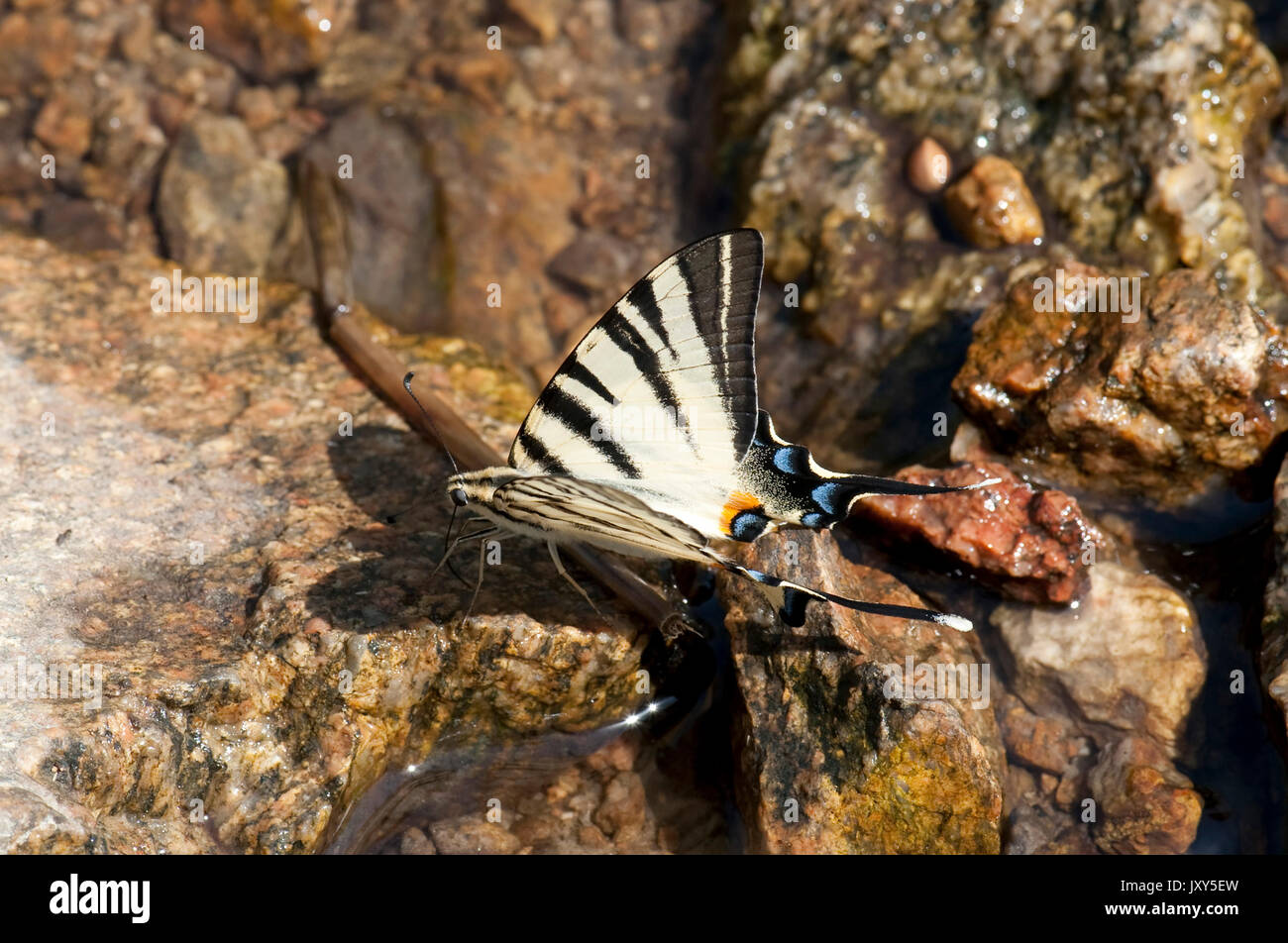 Les rares Swallowtail Butterfly, Iphiclides podalirius, sulucu Ciucurova Macin vallée, vallée, Dobrogea, Roumanie, de boire de l'eau dans la roche Banque D'Images