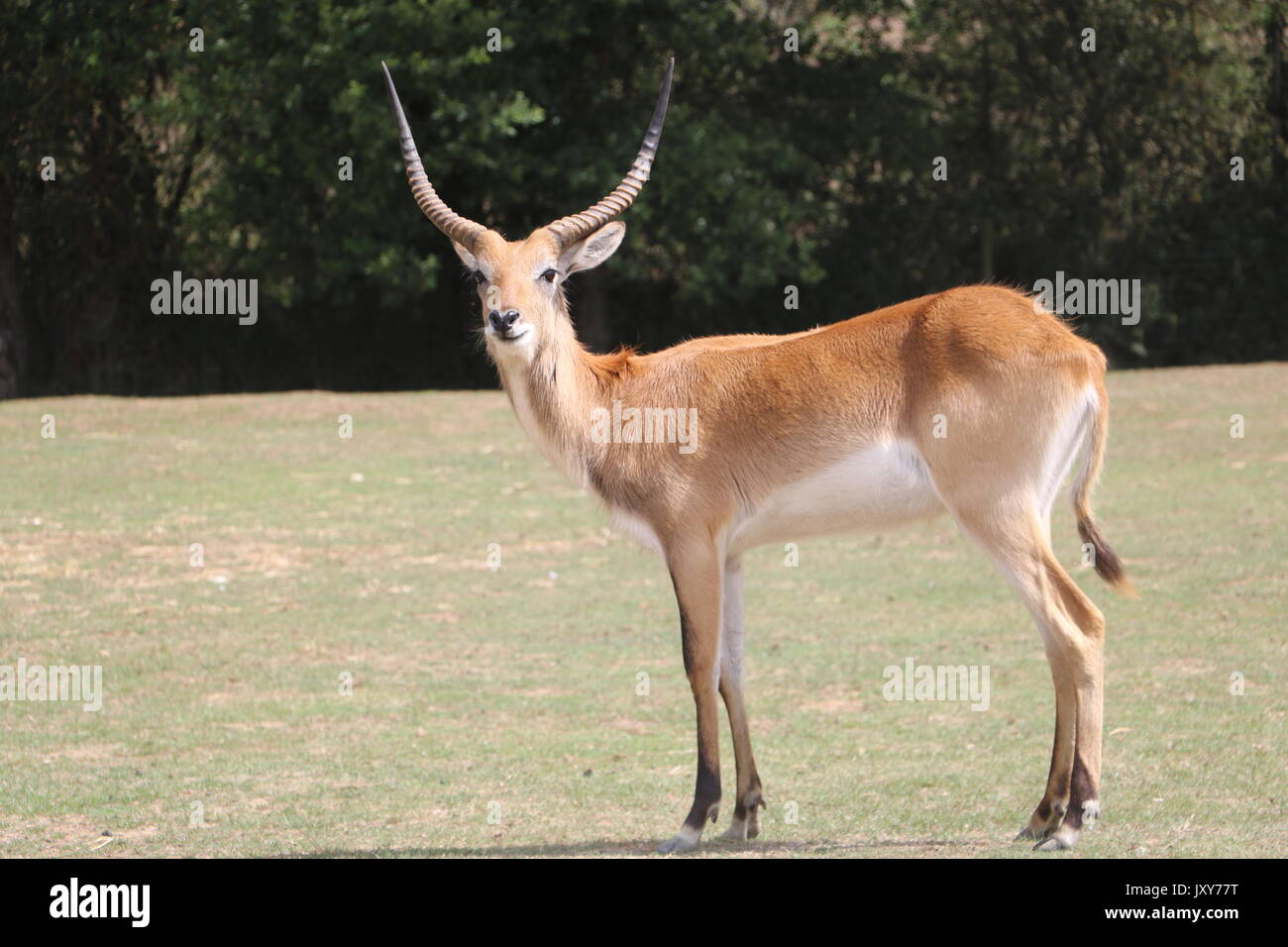 Doe coudou kudu Banque D'Images