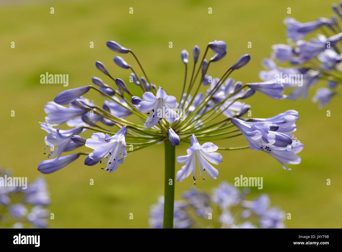 Portrait d'une plante vivace Agapanthus (African lily) fleur poussant dans un jardin en Ecosse, Royaume-Uni Banque D'Images