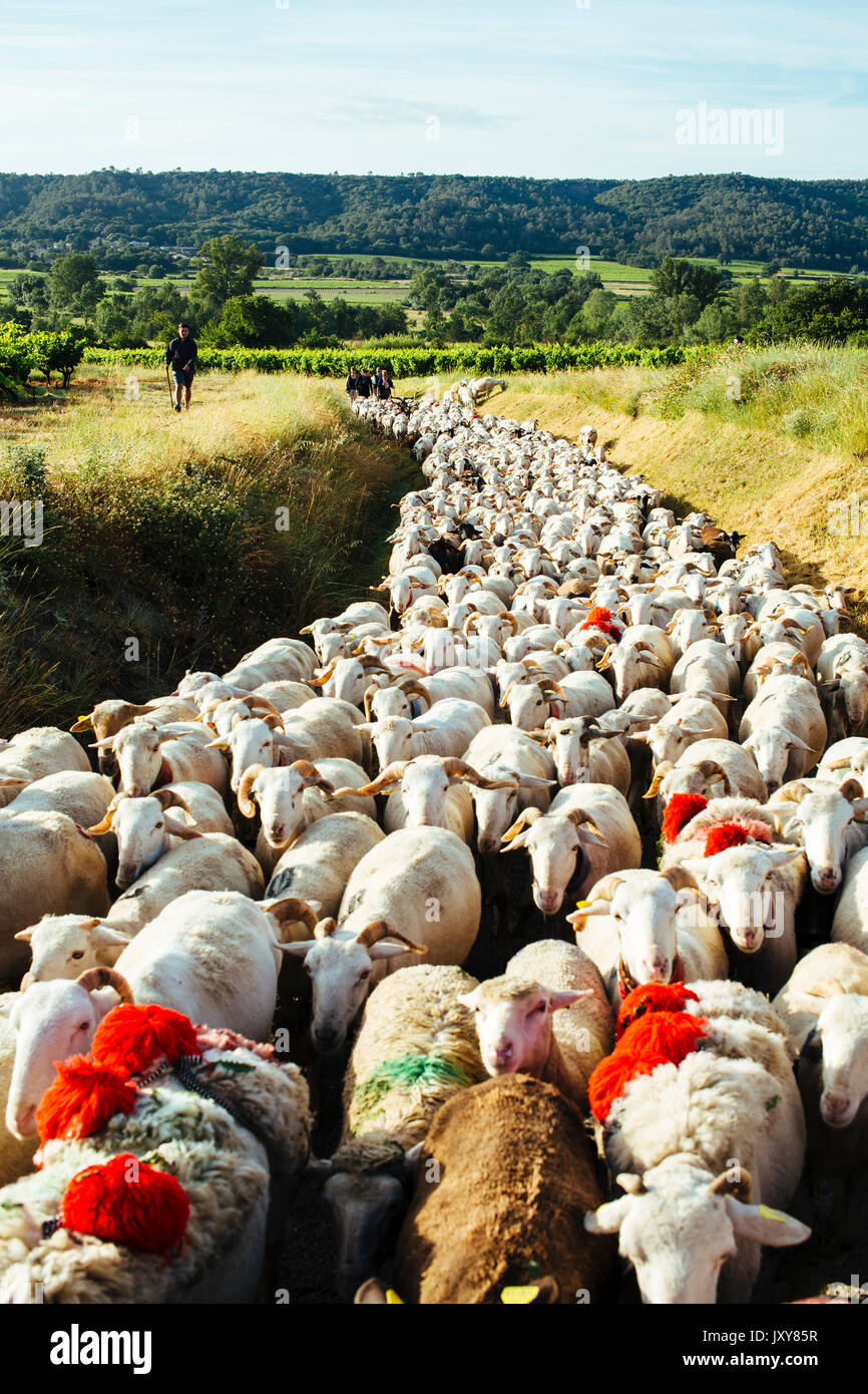 La transhumance, troupeau de moutons d'être parqués entre Nîmes et le lac "Le Lac des Pises' dans la chaîne de montagnes des Cévennes, juin 2015. Troupeau sur un chemin, sheph Banque D'Images