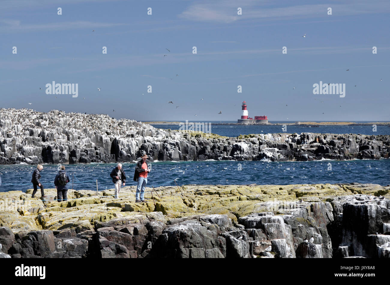 Quelques touristes sur les îles Farne Grande-Bretagne Banque D'Images