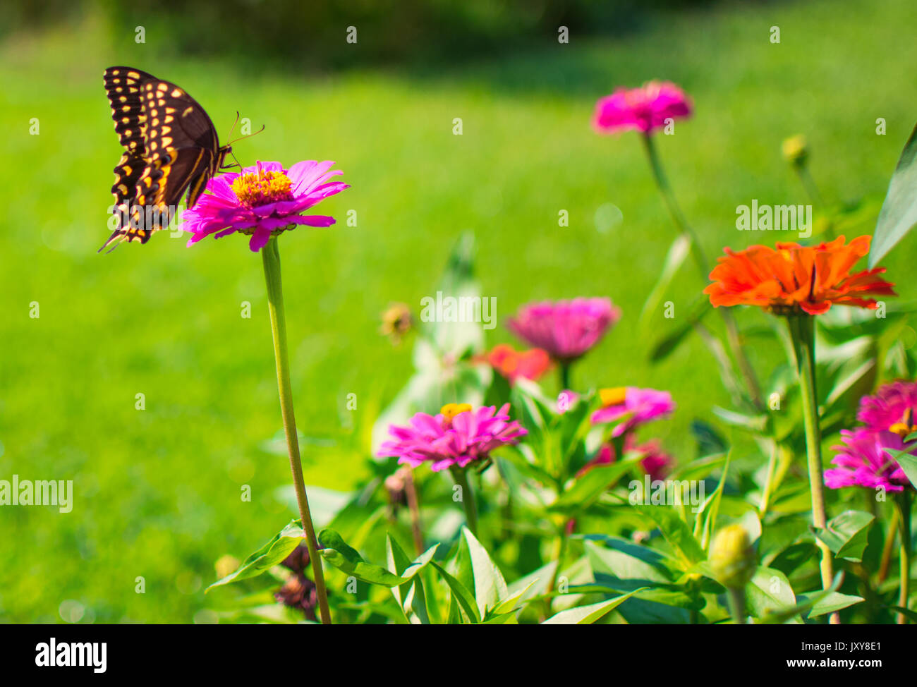 Eastern Tiger Swallowtail tombe sur une fleur rose zinnia Banque D'Images