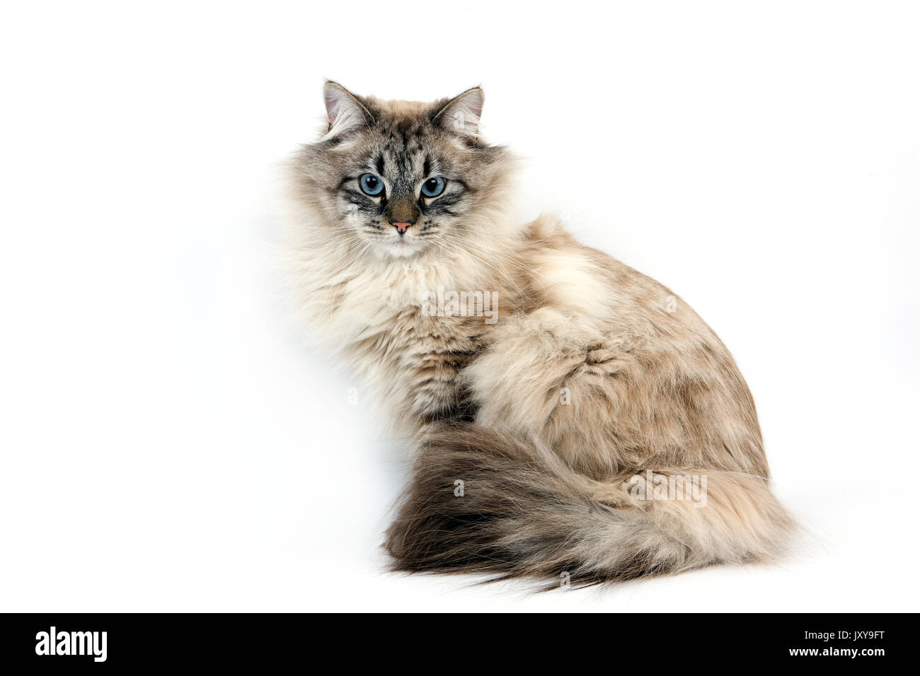 Chat Siberien Neva Masquerade Seal Tabby Point Couleur Homme Contre Fond Blanc Photo Stock Alamy