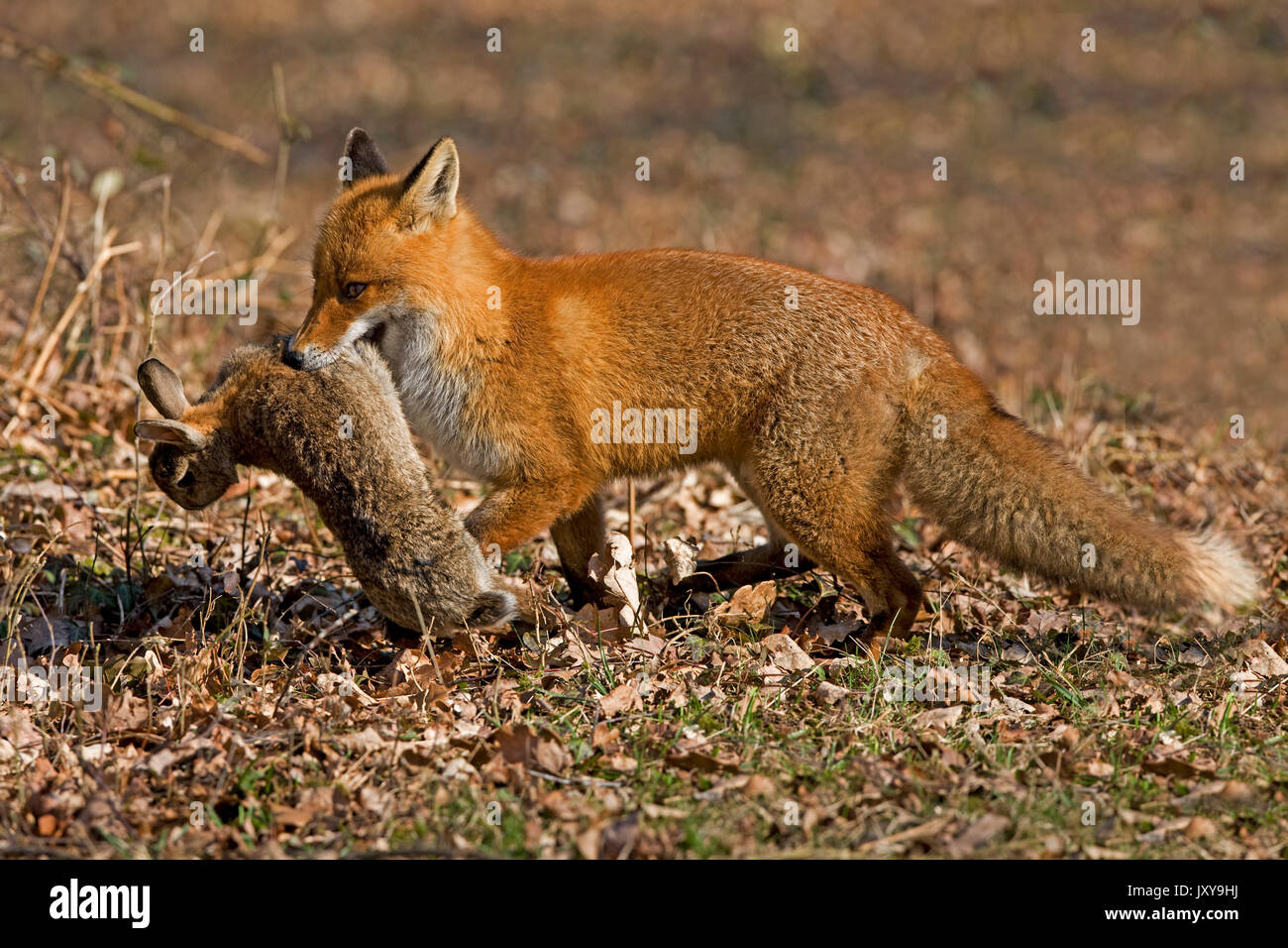 Le Renard roux Vulpes vulpes, DES PROFILS AVEC UN KILL, lapin, NORMANDIE EN FRANCE Banque D'Images