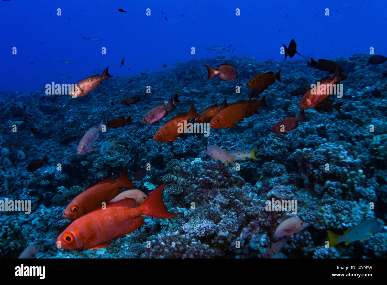 Une école de vol stationnaire au-dessus du poisson obèse reef dans le nord de l'atoll de Fakarava pass, Polynésie Française Banque D'Images