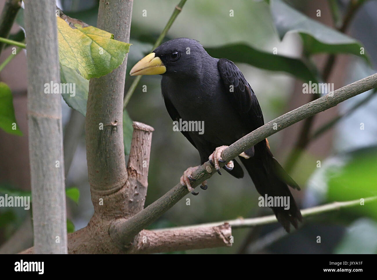 Starling Grosbeak cardinal Sulawesi ou myna (Scissirostrum dubium). A.k.a. Les Célèbes finch facturé ou facturé à ciseaux Starling. Banque D'Images