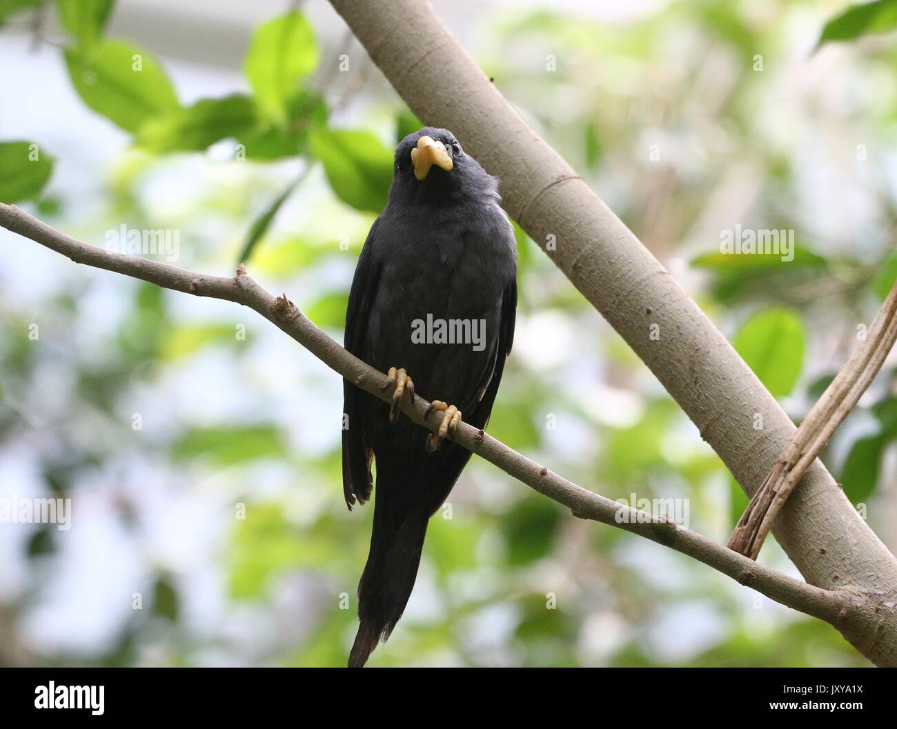 Starling Grosbeak cardinal Sulawesi ou myna (Scissirostrum dubium). A.k.a. Les Célèbes finch facturé ou facturé à ciseaux Starling. Banque D'Images