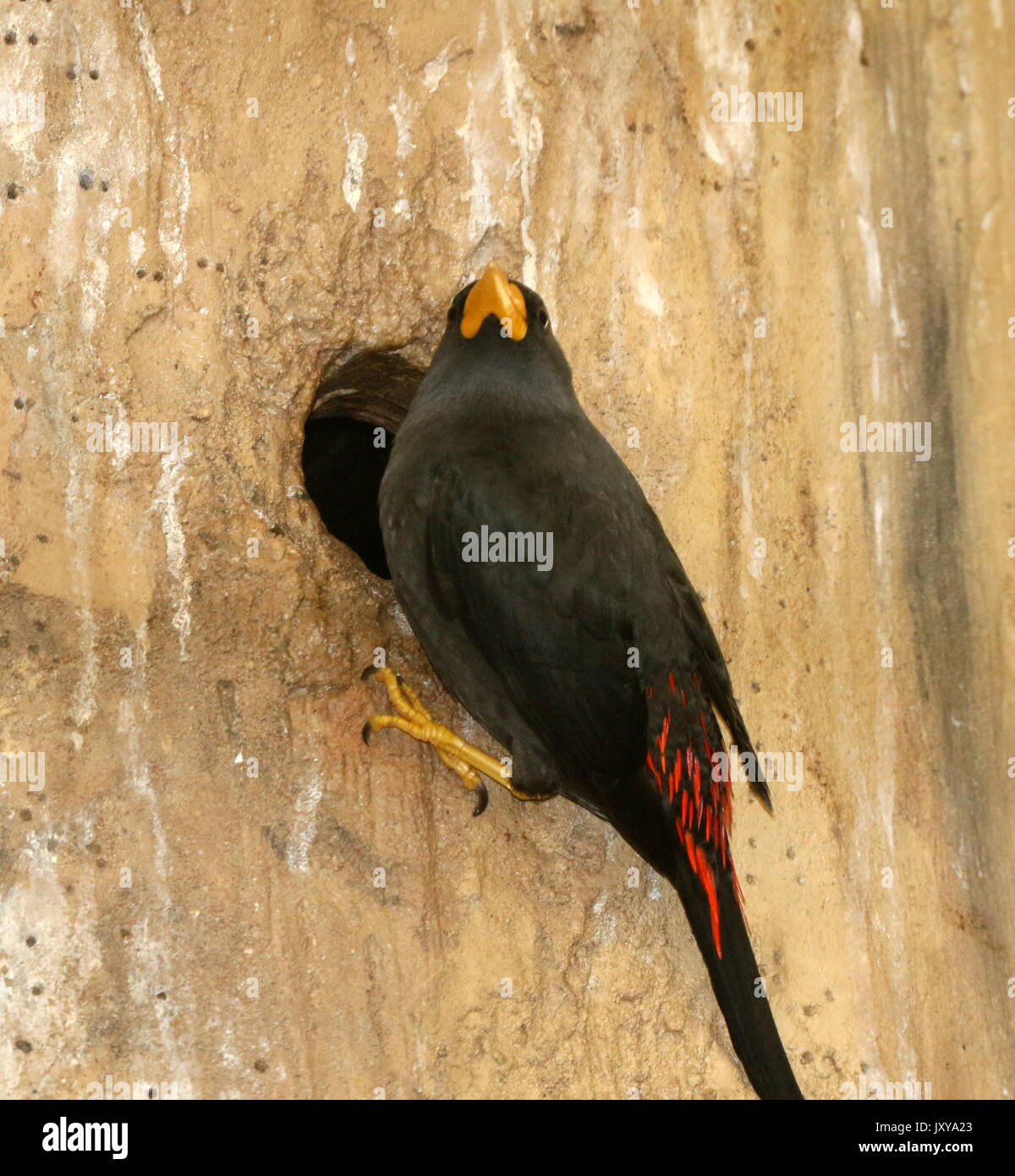 Sulawesi ou nidification Grosbeak starling (Scissirostrum dubium grosbeak myna). A.k.a. Les Célèbes finch facturé ou facturé à ciseaux Starling. Banque D'Images