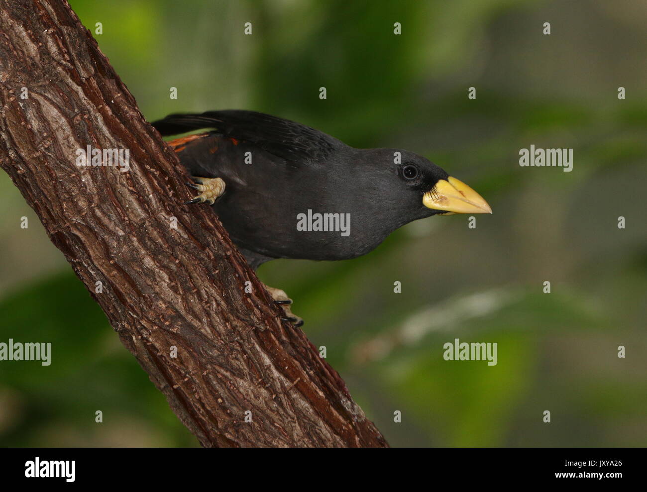Starling Grosbeak cardinal Sulawesi ou myna (Scissirostrum dubium). A.k.a. Les Célèbes finch facturé ou facturé à ciseaux Starling. Banque D'Images