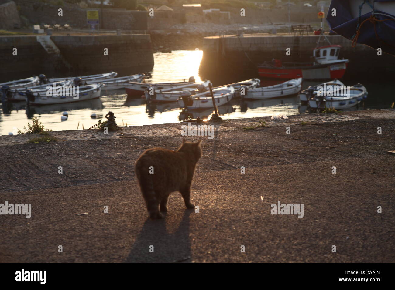 Chat debout sur le quai baigné de lumière Banque D'Images