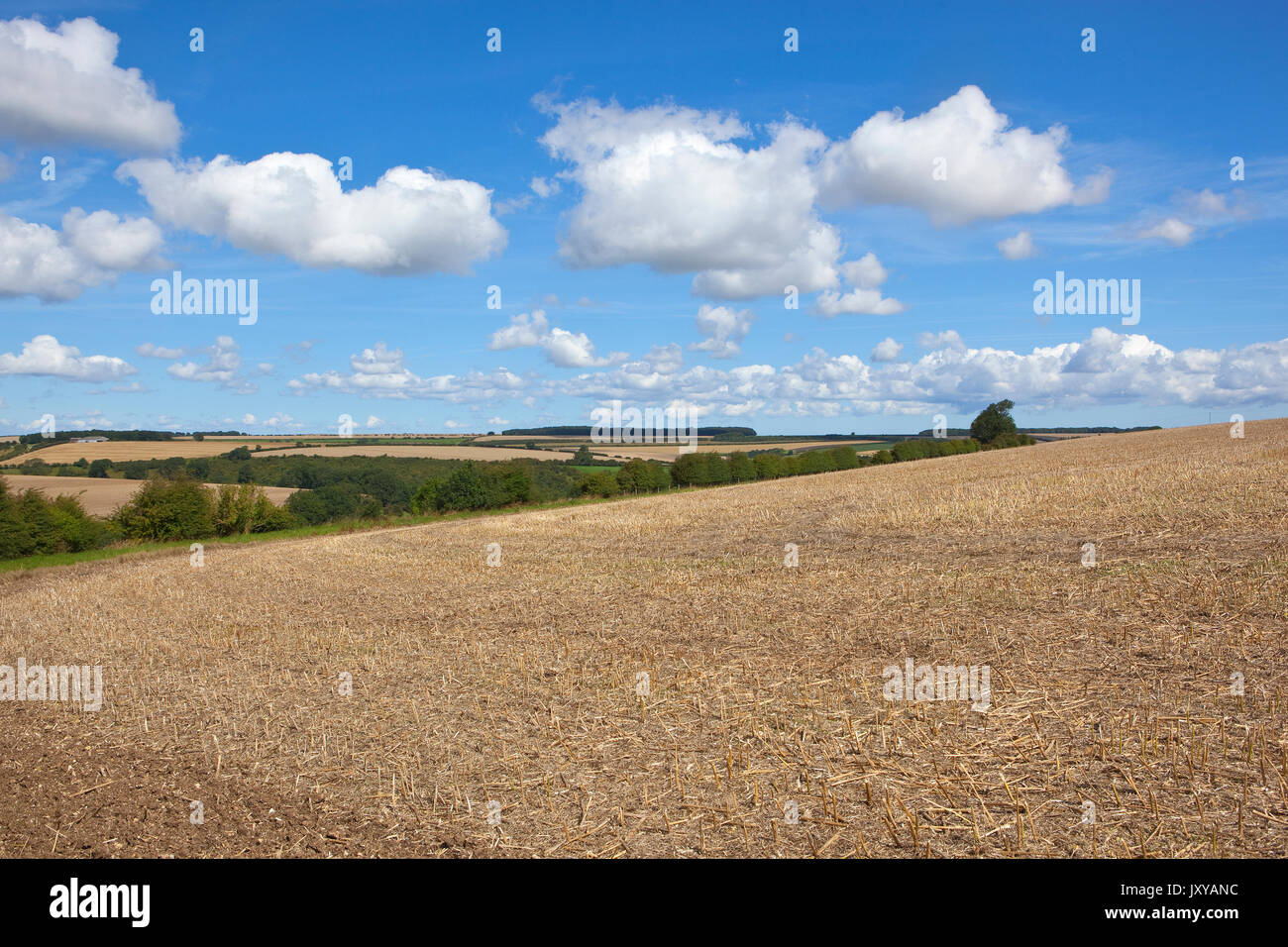 Un nouveau champ avec vue sur collines cultivées sous un champs patchwork d'été bleu ciel dans le Yorkshire Wolds Banque D'Images