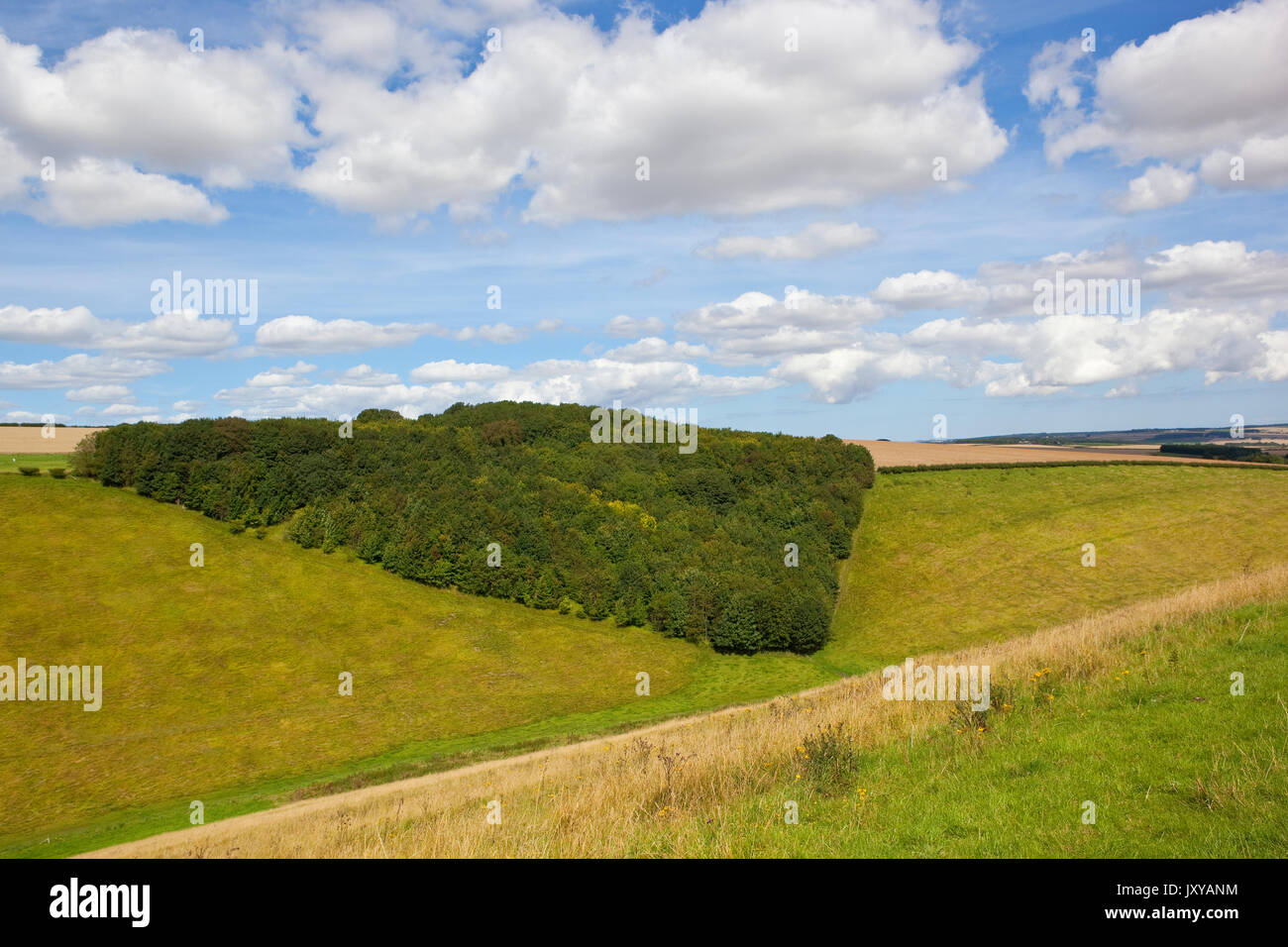 De forme triangulaire copse boisé le long d'une pente de la vallée bleue sous un ciel d'été dans le Yorkshire Wolds Banque D'Images