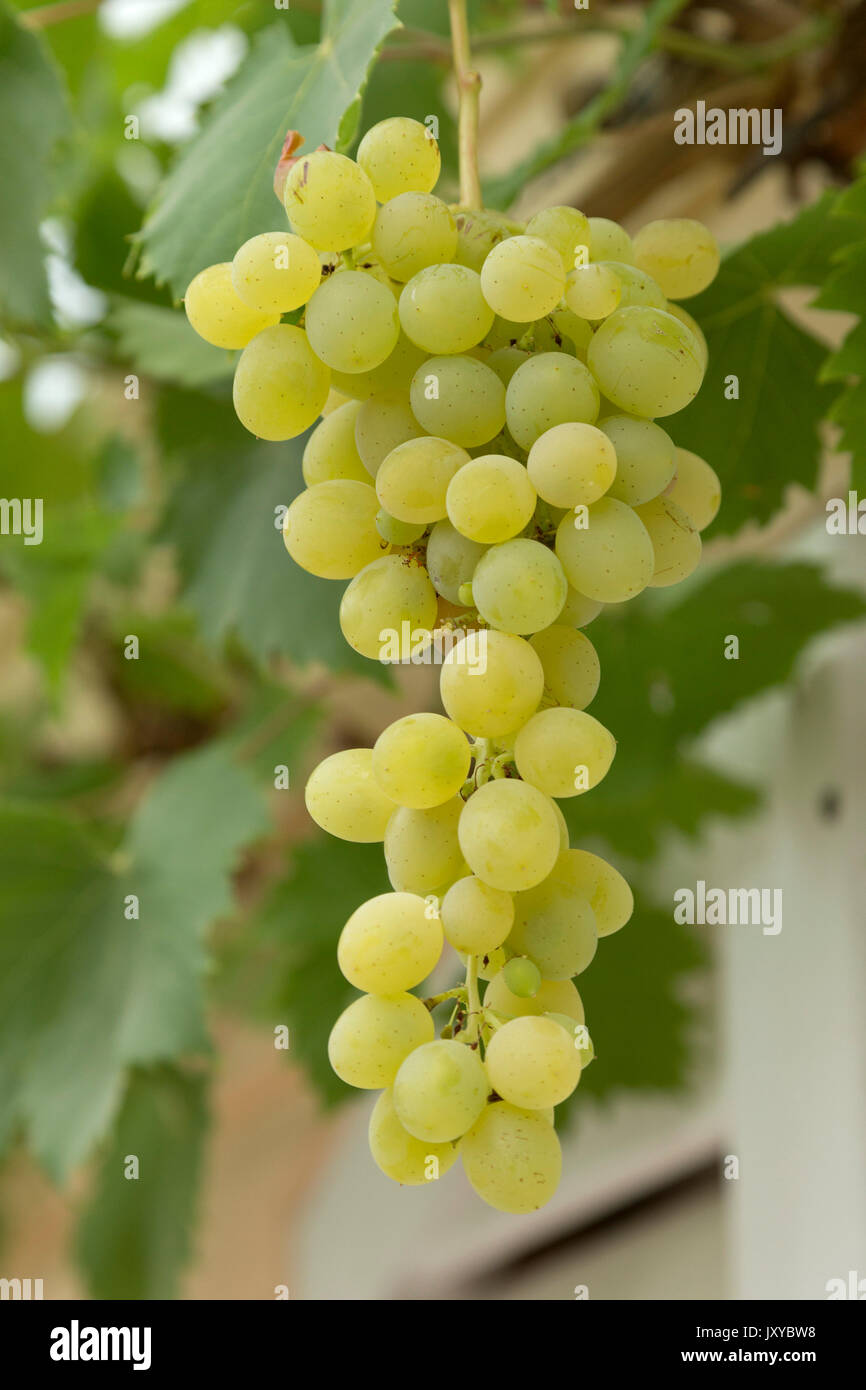 Raisins pour produire de la vigne Banque de photographies et d’images à