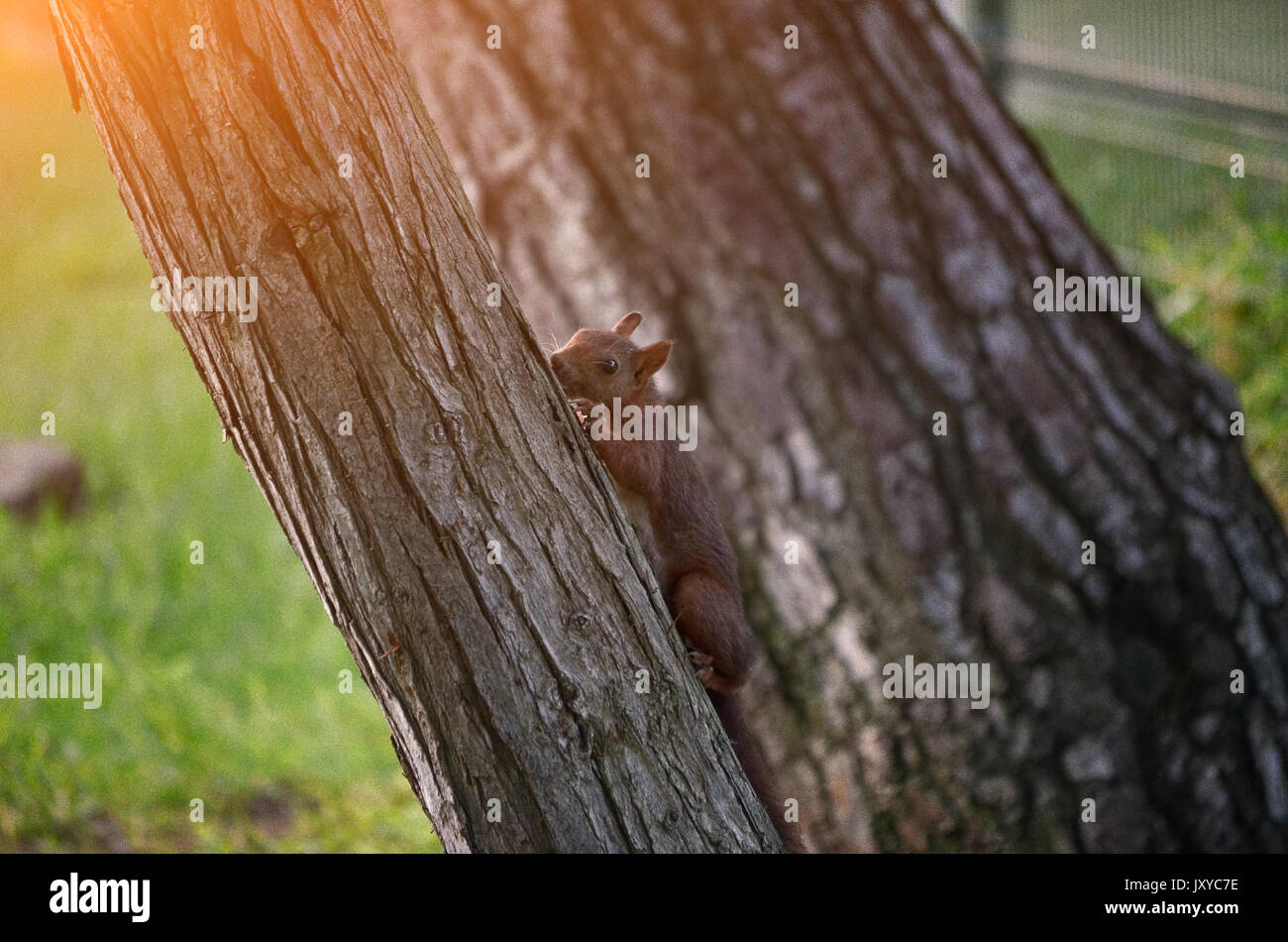 L'écureuil roux en montant par un pin. Coucher du soleil et l'effet ajouté du grain. L'intérieur de la faune de forêt méditerranéenne. Soft focus. Peu de lumière. Banque D'Images