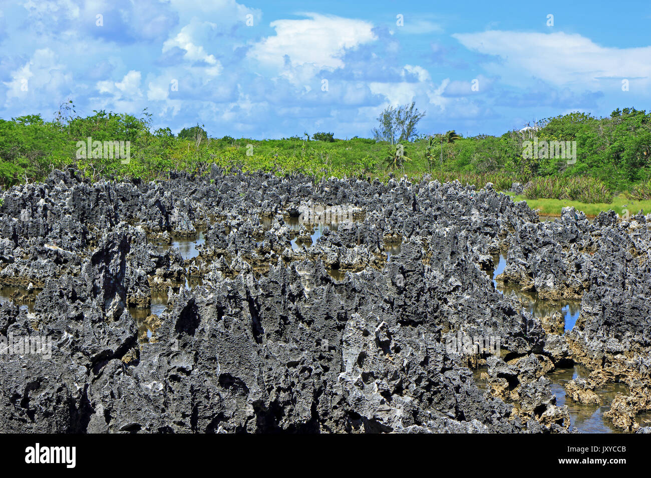 Une vue de la dépôts calcaires qui composent l'enfer dans les îles Caïmanes Banque D'Images