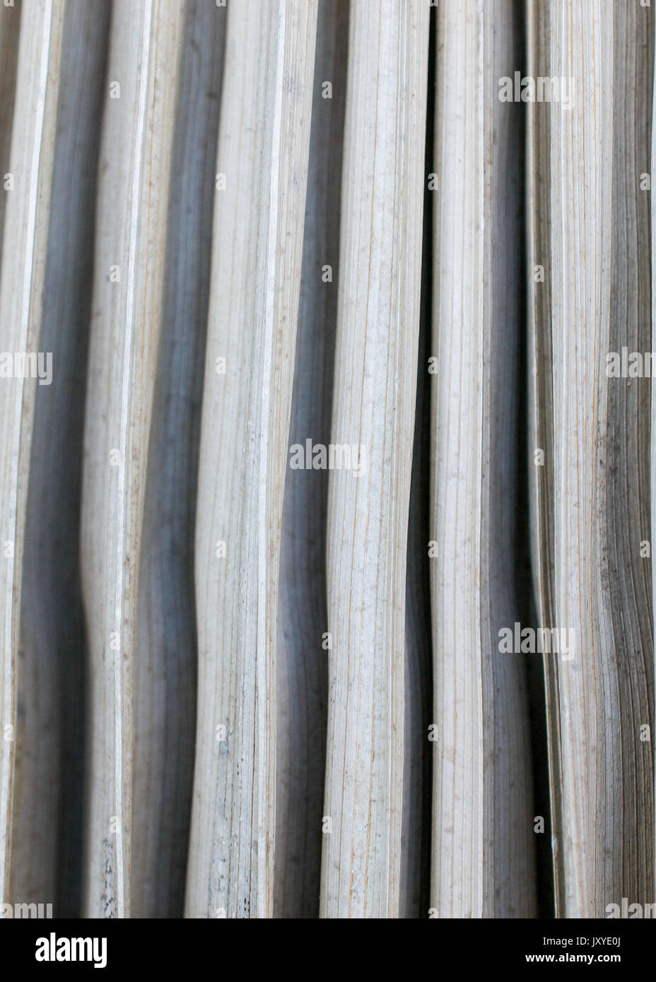Gros plan sur la feuille de palmier sèches - diagramme vertical ou texture background Banque D'Images