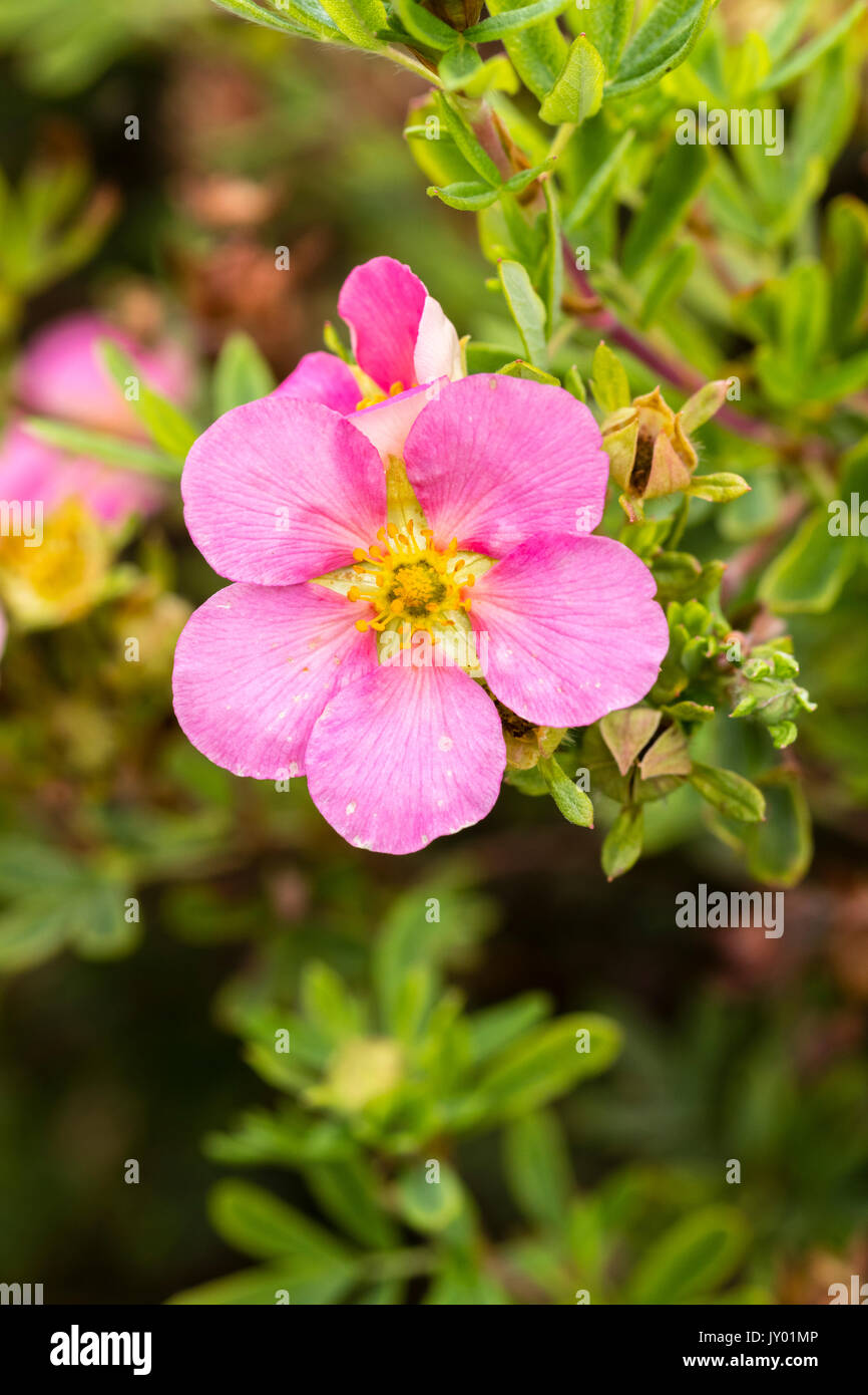 Fleurs d'été rose de l'arbuste à Port Hardy, Potentilla fruticosa 'Pink Beauty' Banque D'Images