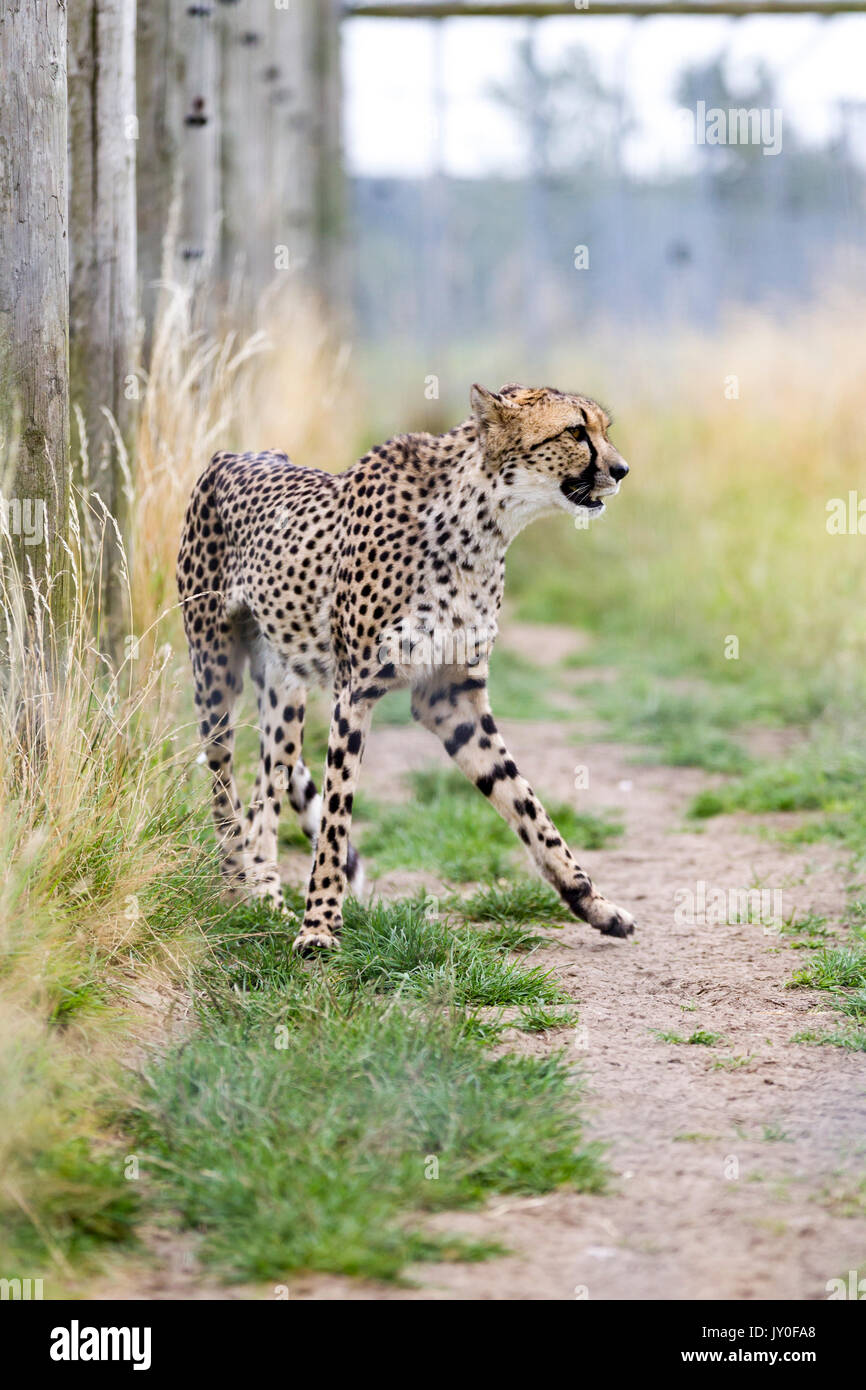 Le guépard, Acinonyx jubatus. Hamerton Parc du Zoo, Cambridgeshire. Banque D'Images