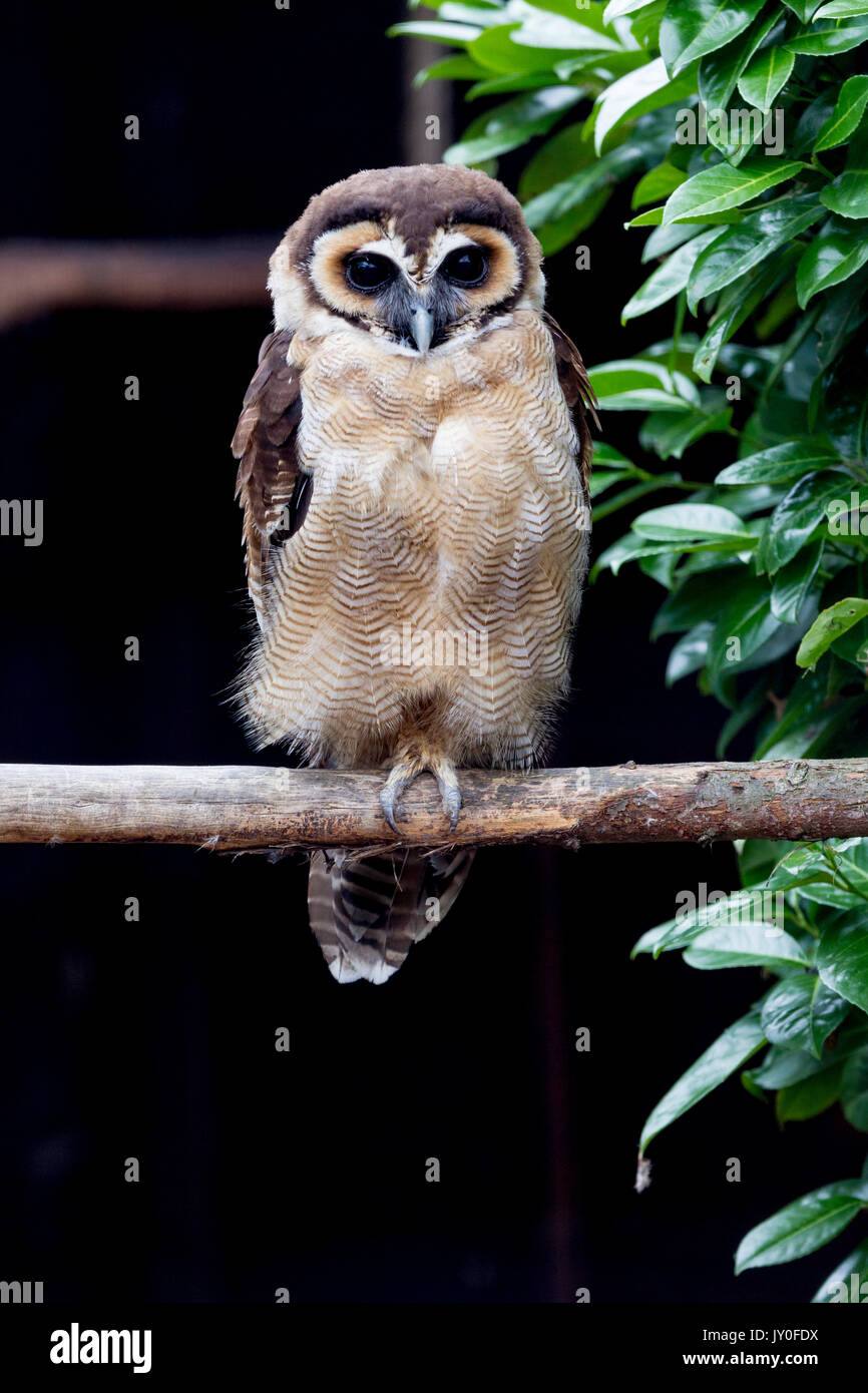 Brown Owl Strix leptogrammica, bois. Hamerton Parc du Zoo, Cambridgeshire. Banque D'Images