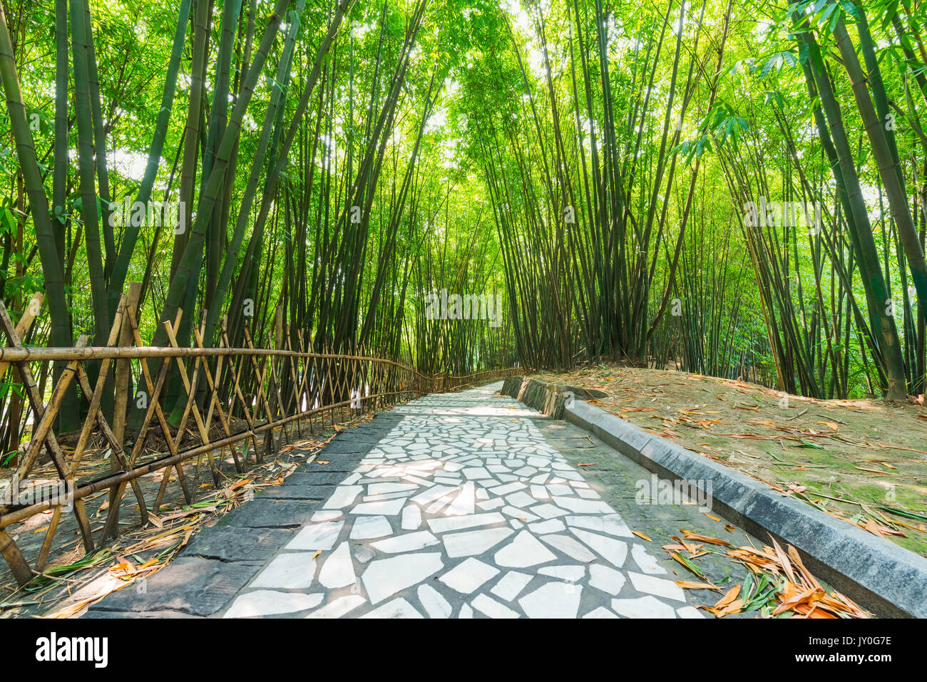 Un sentier dans une forêt de bambous en Chine Banque D'Images