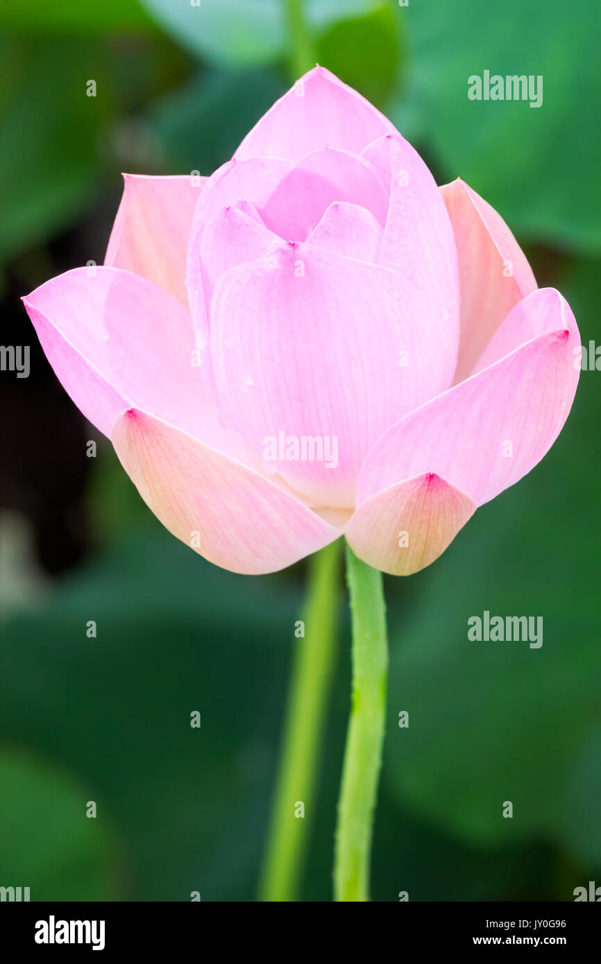 Gouttes d'eau sur une fleur de lotus rose - verticale Banque D'Images