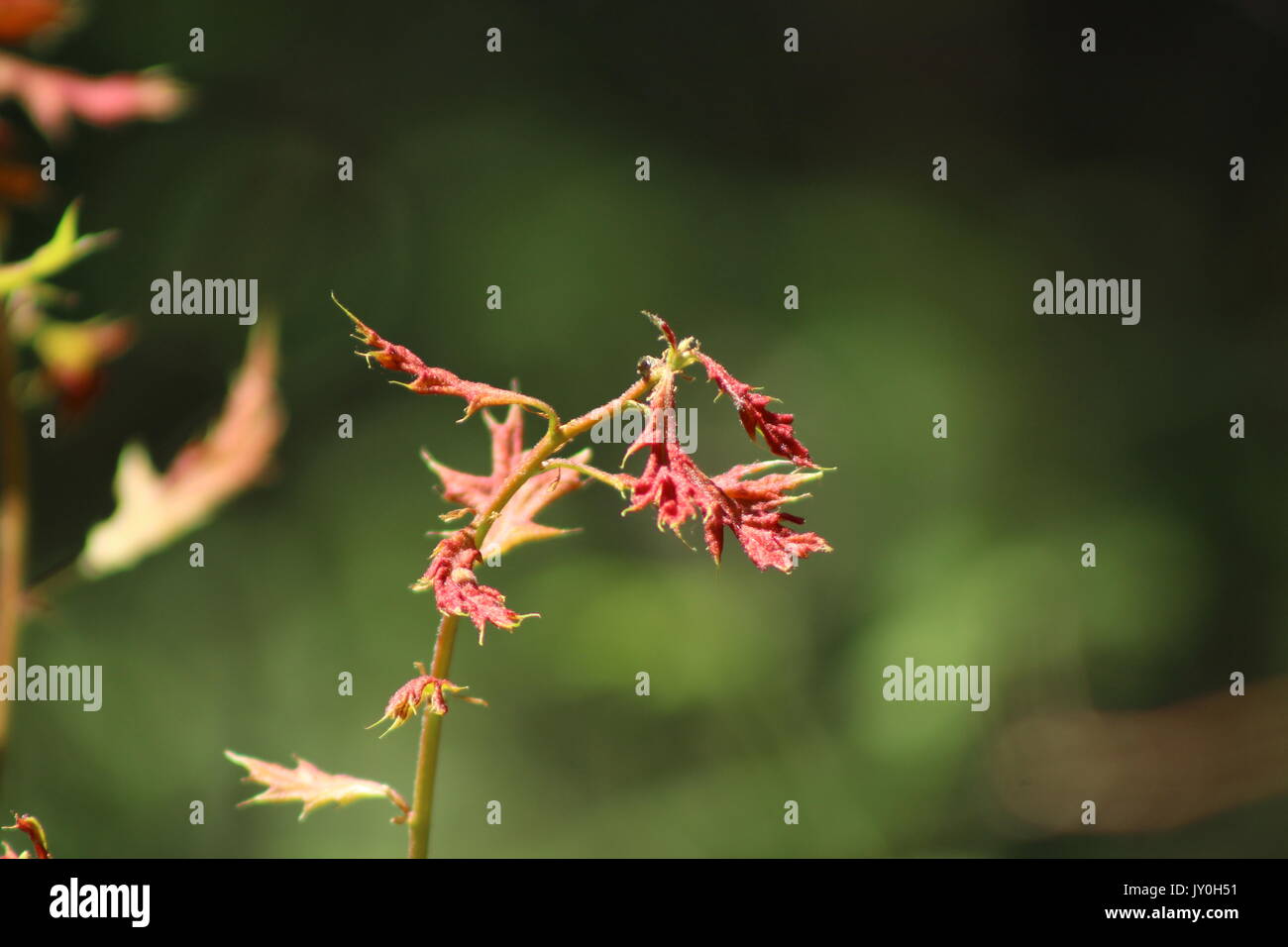 Plantes rouges spunky vraiment cool qui pousse dans les buissons. Banque D'Images