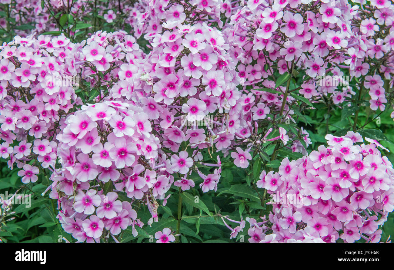 Phlox Paniculata fleurs de jardin un jour d'été en Août Banque D'Images