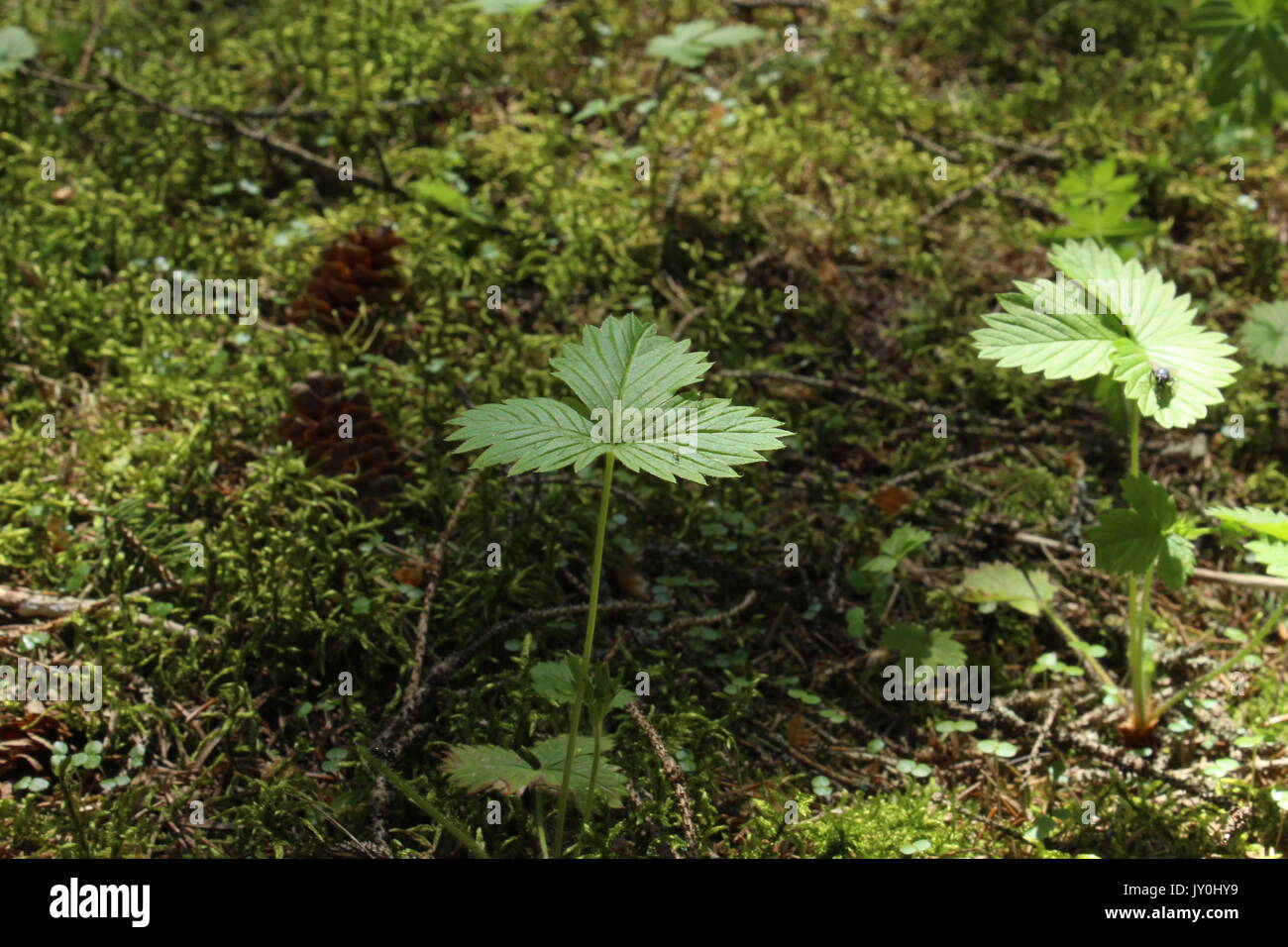 Plante poussant dans les bois. Banque D'Images