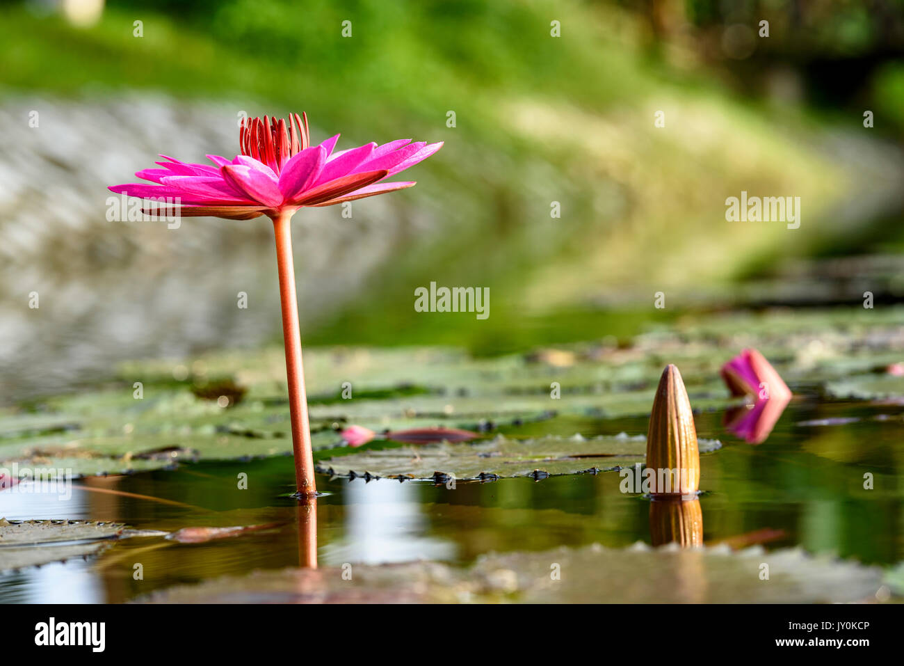 Water Lily cycle de vie, a fleuri et sur le point de fleurir prises au niveau de la surface de l'eau Banque D'Images Water Lily cycle de vie, a fleuri et sur le point de fleurir prises au niveau de la surface de l'eau Banque D'Images