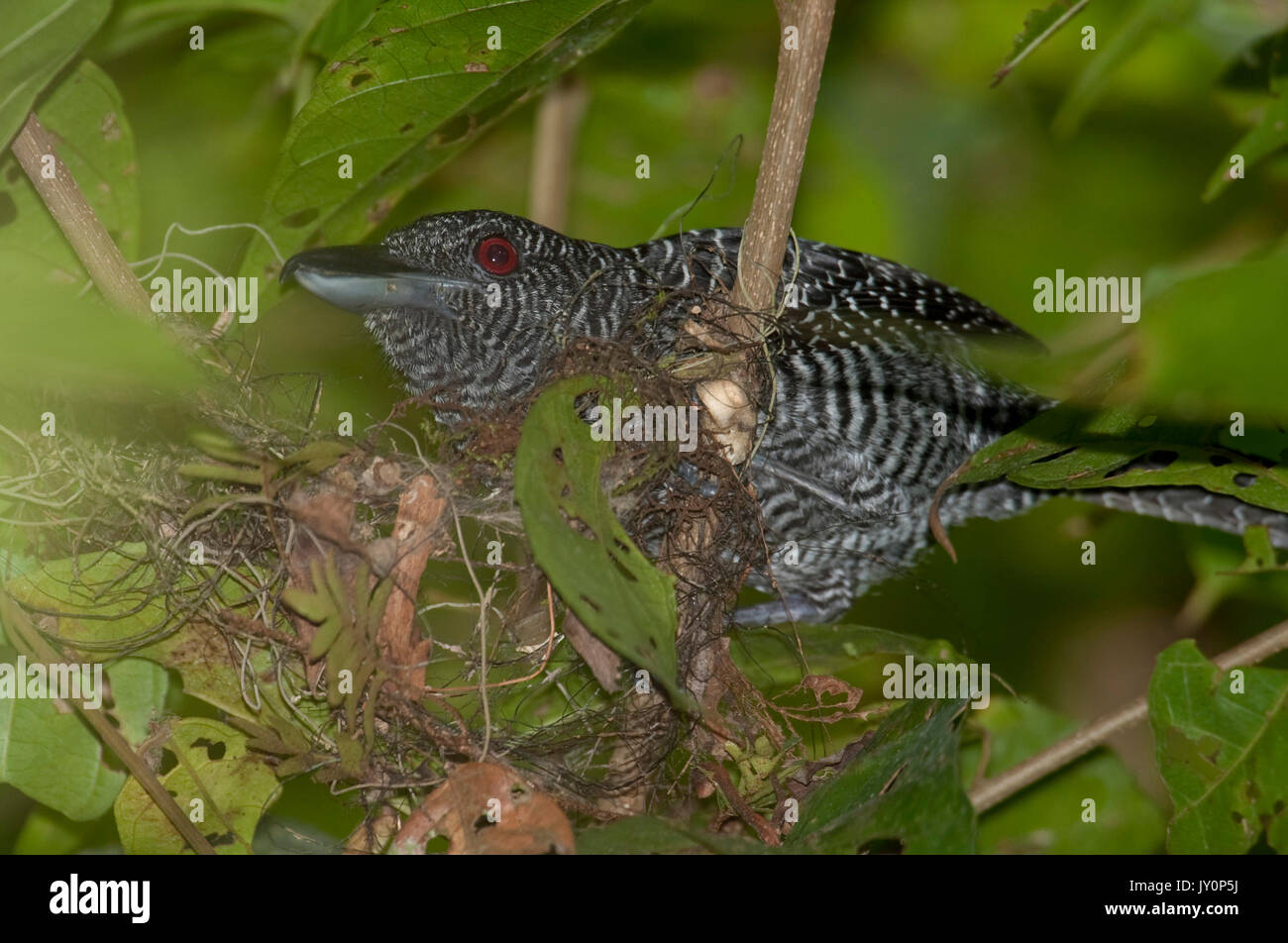 Gène Fasciated Antshrike, Cymbilaimus lineatus fasciatus, Panama, Amérique Centrale, d'un pipeline Road, Parc national Soberania, homme sur son nid Banque D'Images