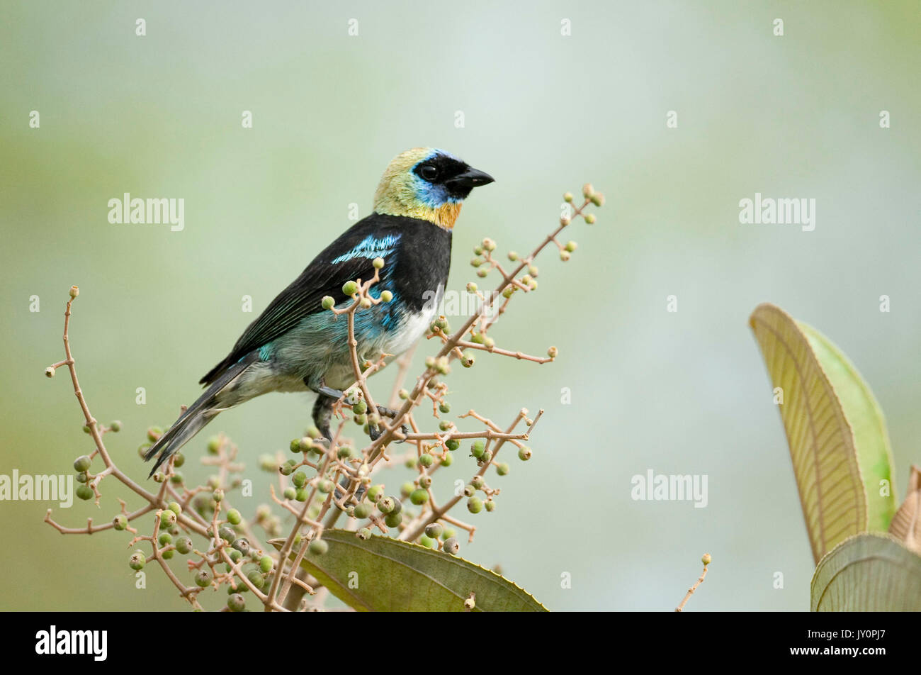 Tangara à capuchon doré, Tangara larvata fanny, Panama, Amérique Centrale, Gamboa Réserver, parc national Soberania, homme, perché sur bush arbuste Banque D'Images