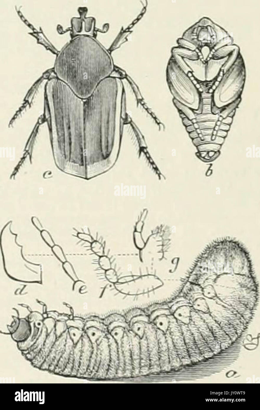 "Le Siècle dictionnaire et cyclopedia ; un travail de référence universelle dans tous les services de la connaissance, avec un nouvel atlas du monde ..' (1897) Banque D'Images