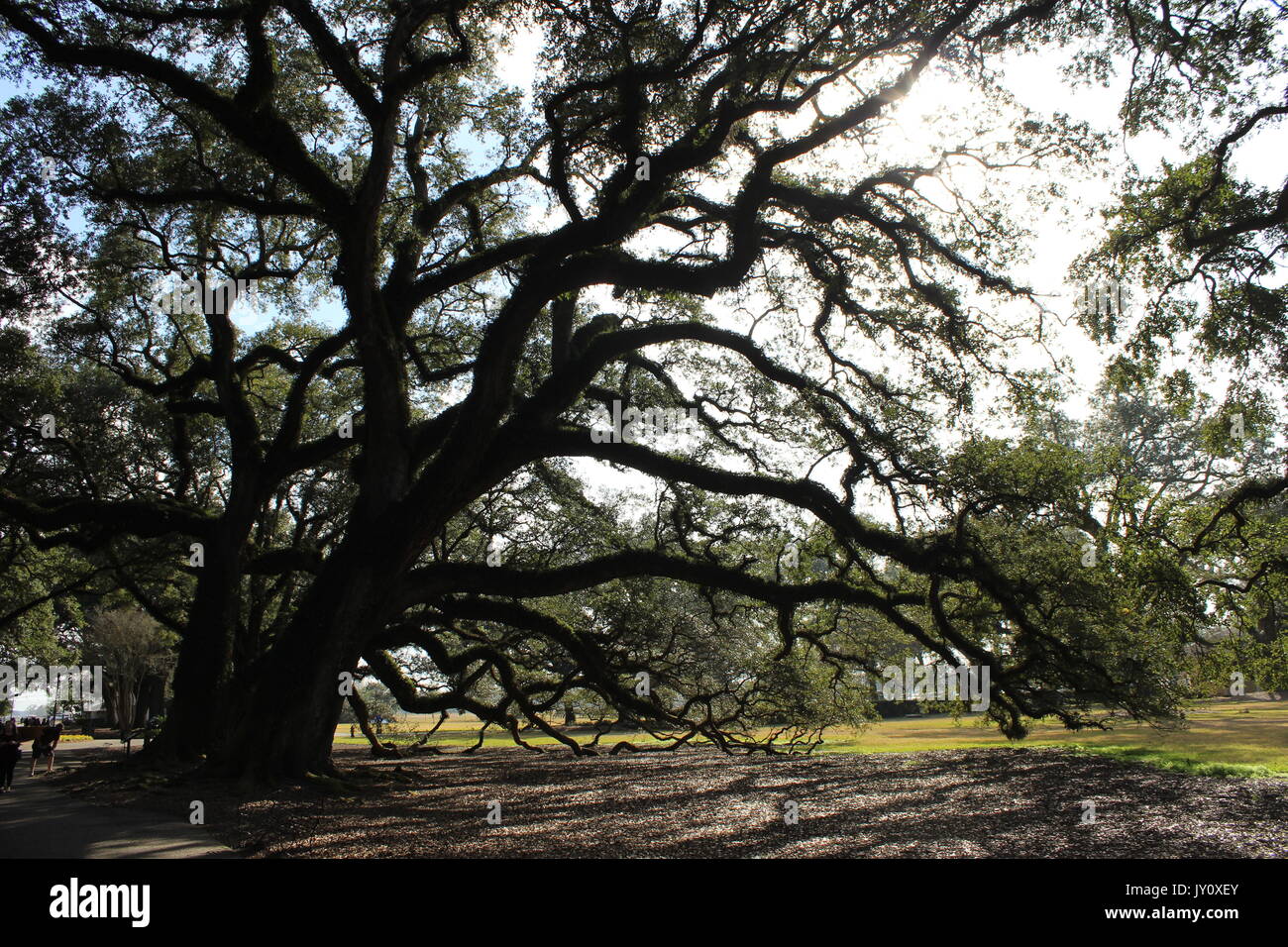 Arbre de chêne à Oak Alley Plantation Banque D'Images