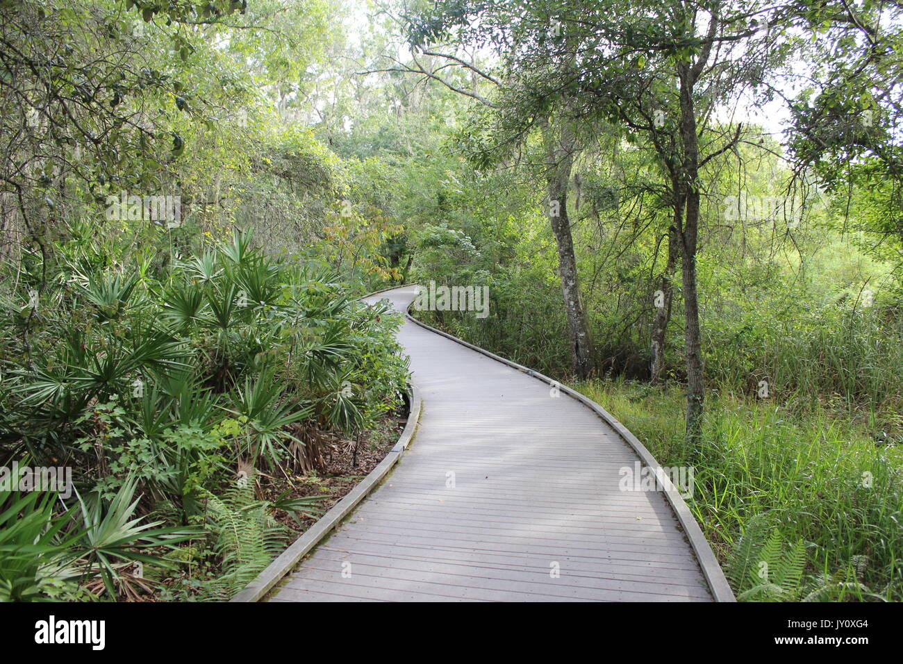 Chemin de promenade à Brooker Creek préserver en Floride Banque D'Images