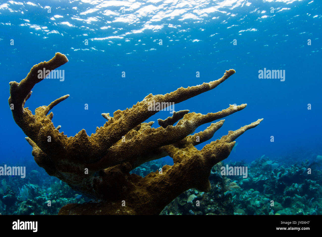 Elkhorn Coral à Roatan Banque D'Images