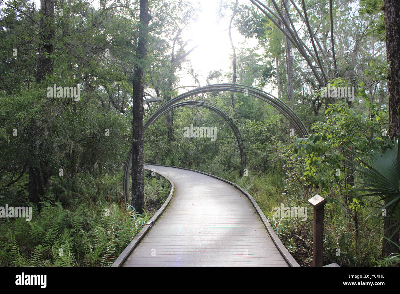 Brooker Creek chemin préserver en Floride Banque D'Images