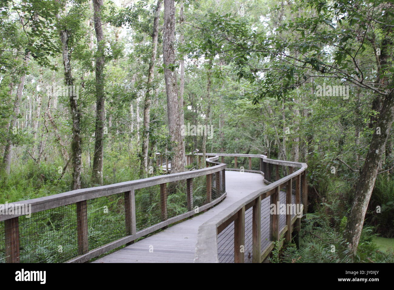 Chemin de promenade dans la région de Brooker Creek préserver en Floride Banque D'Images