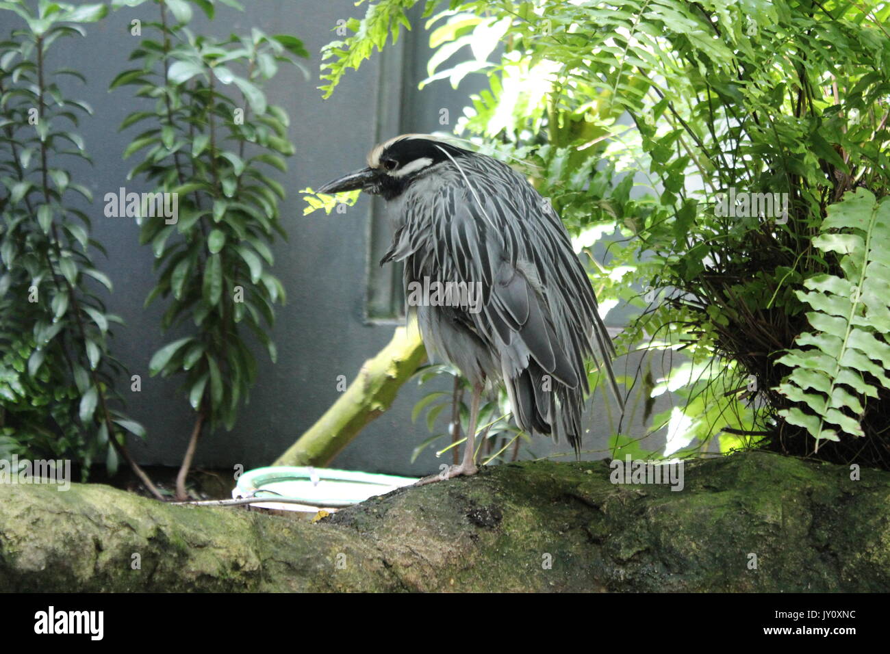 Oiseau sur l'Aquarium de Floride Banque D'Images