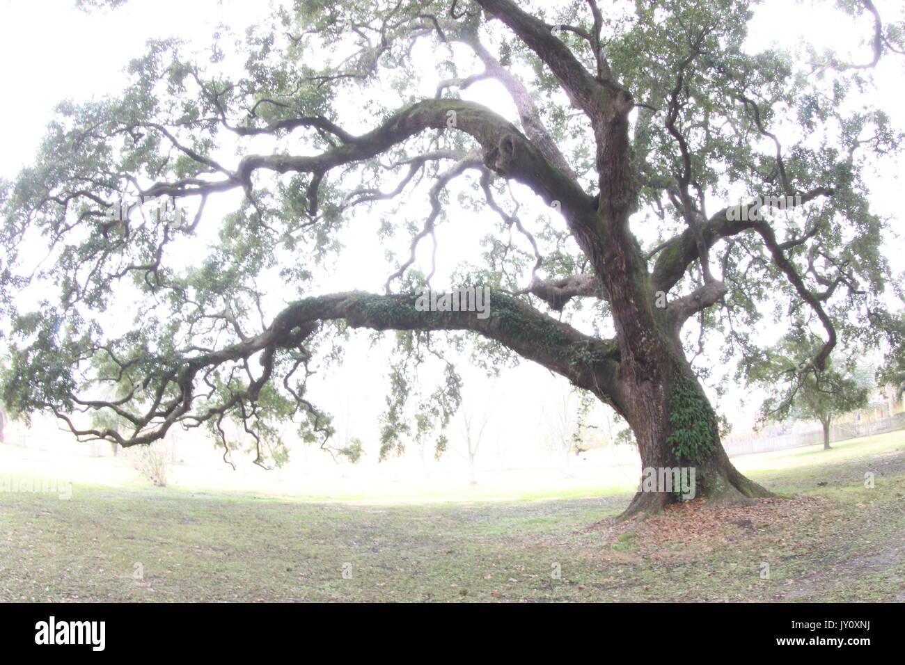 Grand Chêne avec objectif Fisheye Banque D'Images