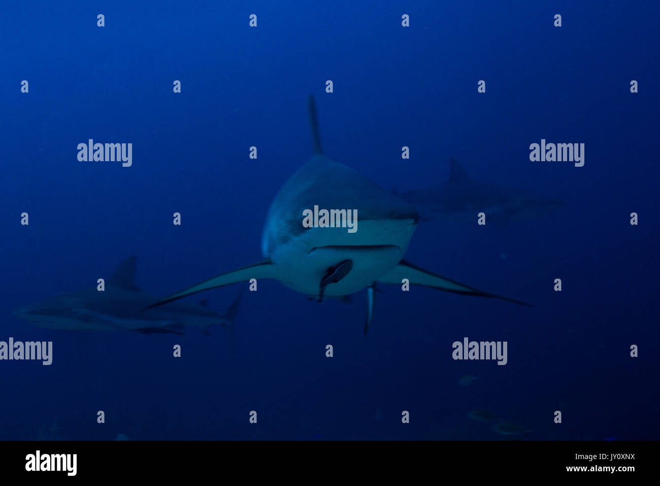 Requin de récif sinistre à Roatan Banque D'Images