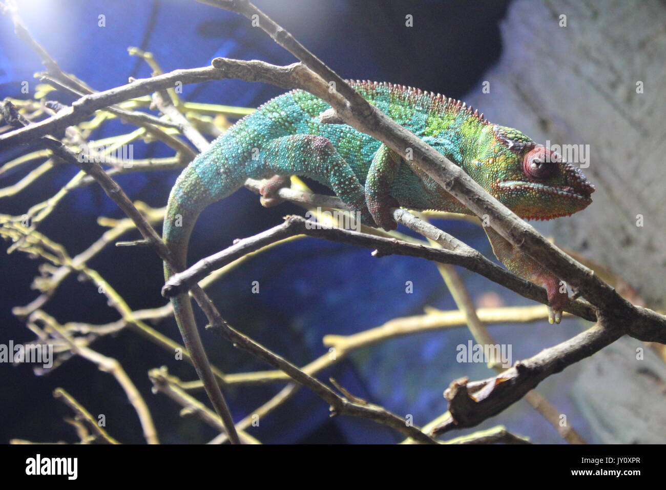 Caméléon à l'Aquarium de Floride Banque D'Images