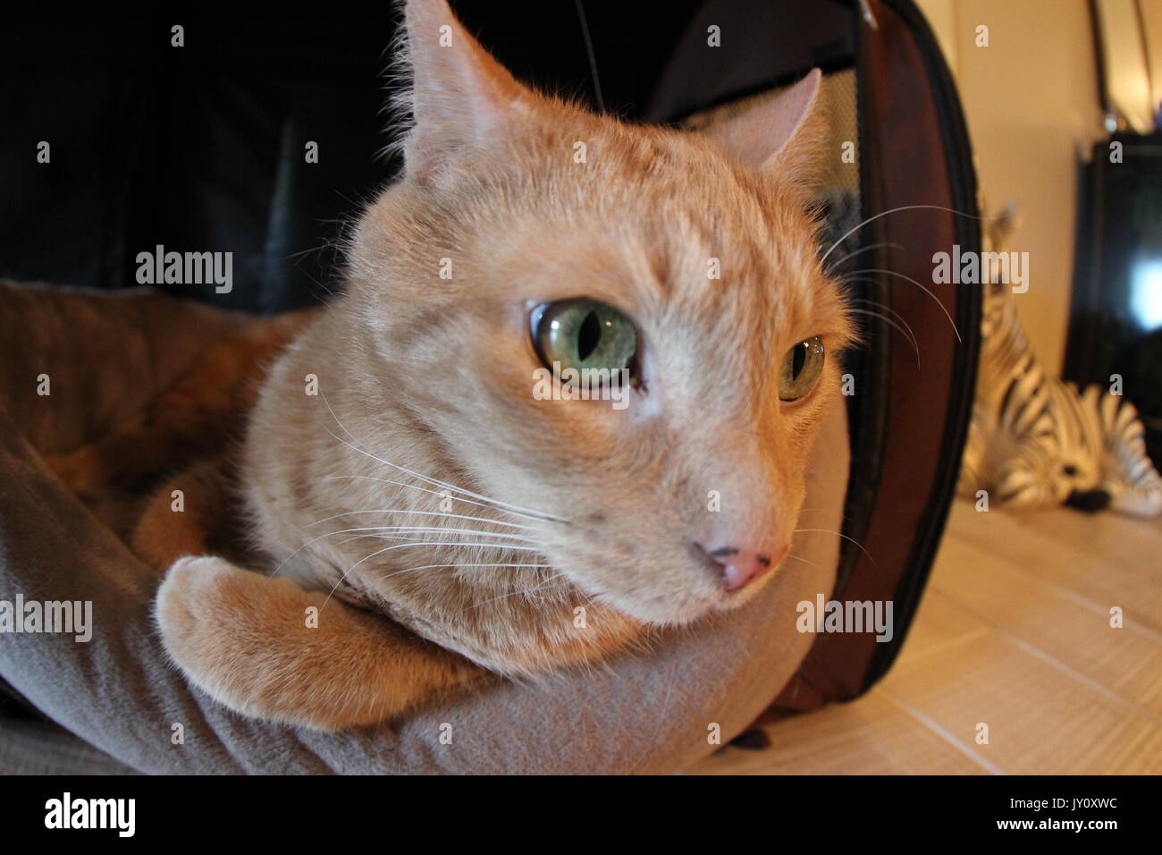 Butters le chat au frais dans son lit Banque D'Images