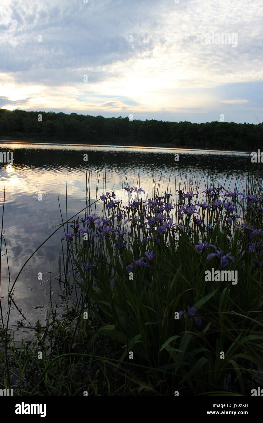 Fleurs par le lac Banque D'Images