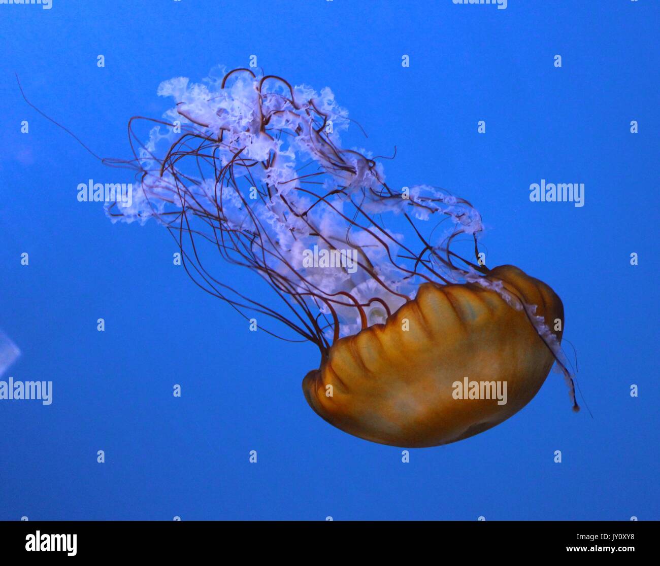 L'envers les méduses à l'Aquarium de Floride Banque D'Images