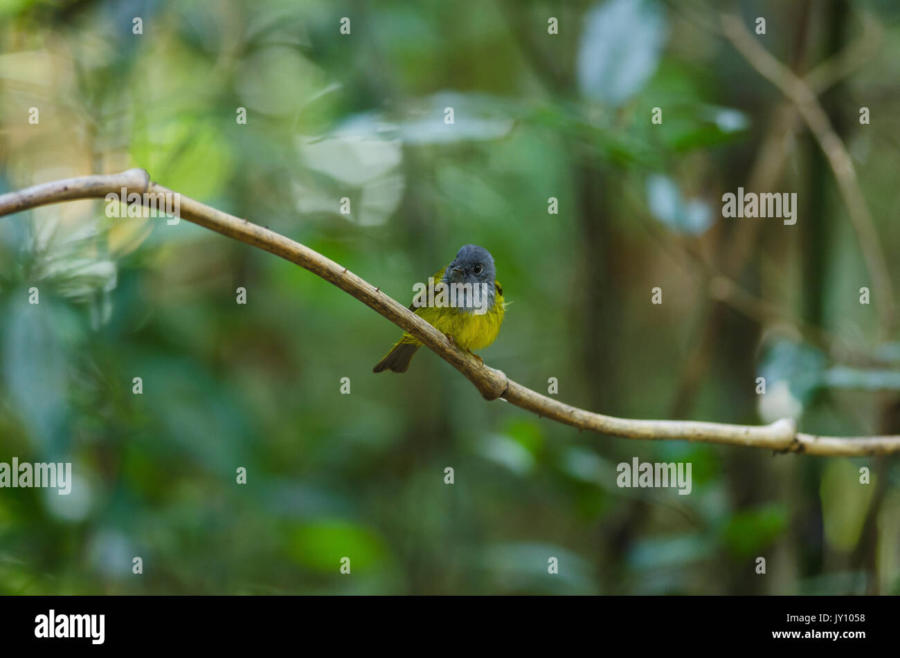 À tête grise martin-Canaries bird en Thaïlande ou moucherolle à tête grise (Culicicapa ceylonensis) Banque D'Images