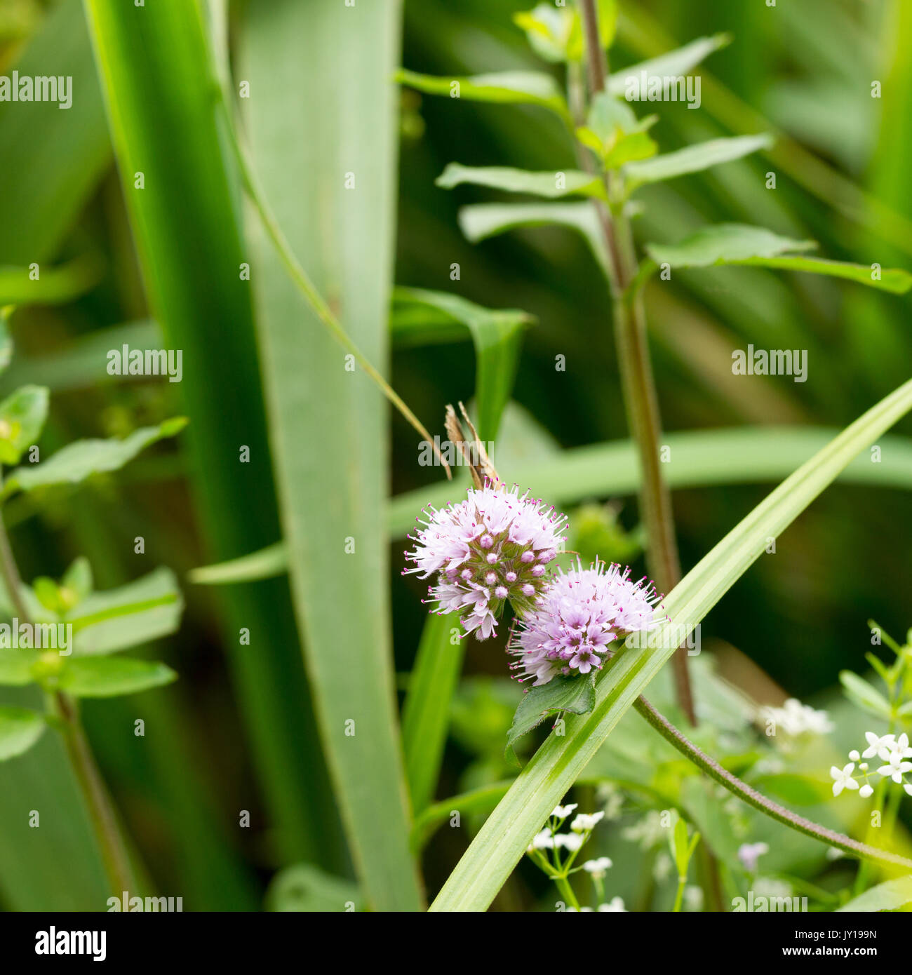 Watermint fleurs, Mentha aquatica, grandissant dans l'été, Hampshire, United Kingdom Banque D'Images