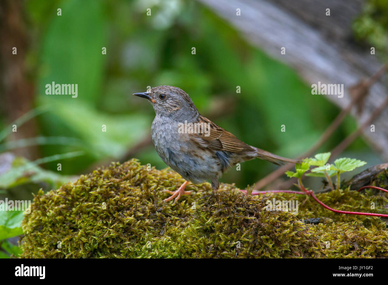 Couverture / nid / accentor hedge sparrow / hedge warbler (Prunella modularis) Banque D'Images